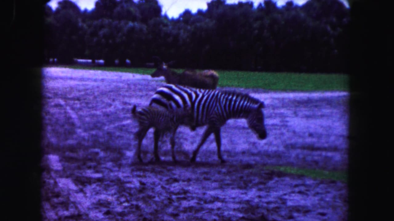 Zebra and foal walking across a sandy zoo enclosure.