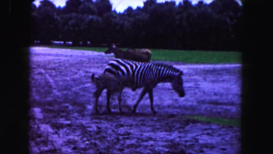 In 1960 Miami zoo footage, a zebra and foal walk through a sandy enclosure with trees and open ground behind them.