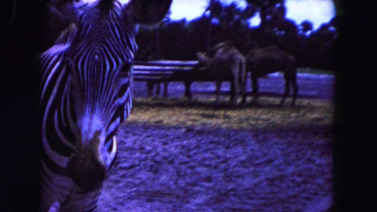 Close zebra view with giraffe and ostrich in the background.