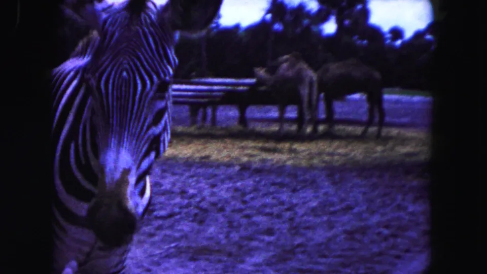 A close view of a zebra in the Miami zoo enclosure, with a giraffe, ostrich, fencing, and trees visible behind it.