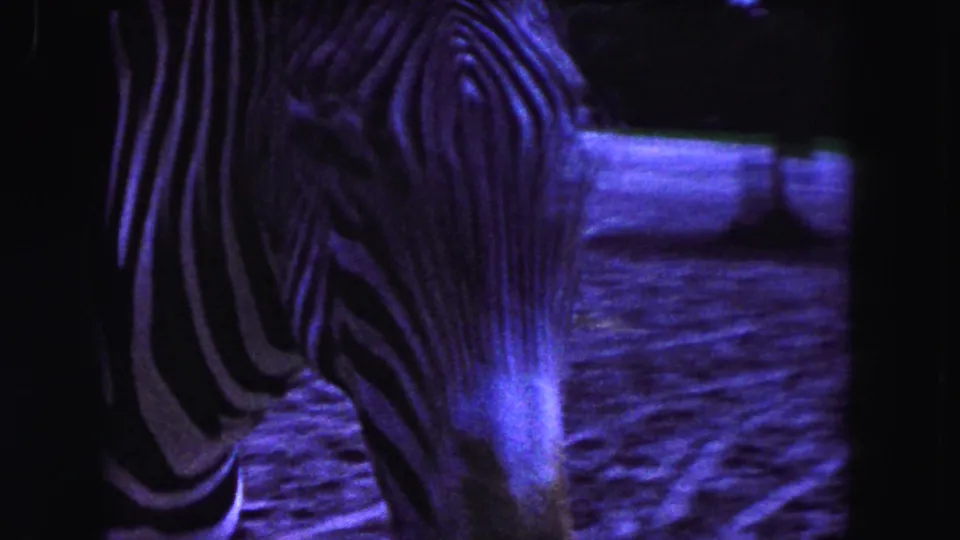 A soft, purple-shifted 8mm close-up frames the zebra's head and striped body against the zoo enclosure ground.