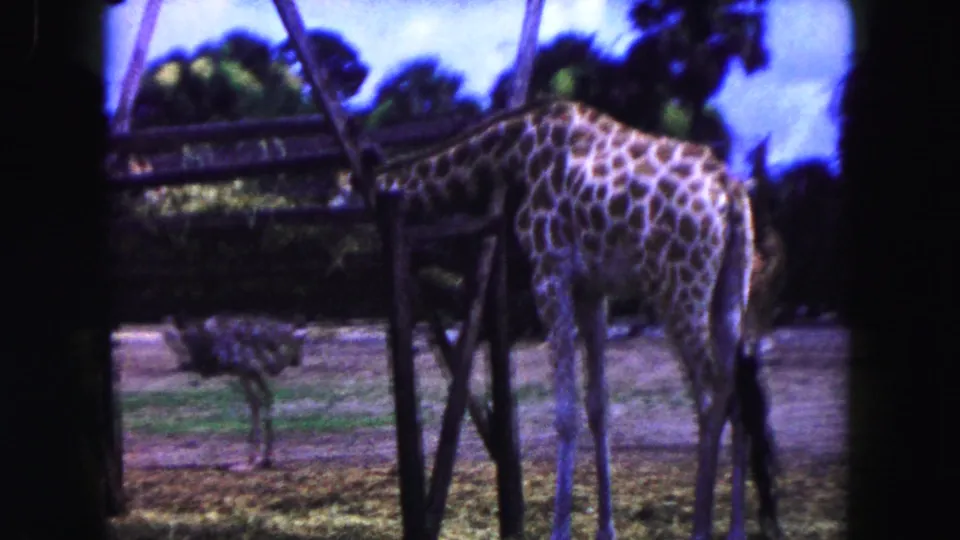 A giraffe stands near an ostrich in the 1960 Miami zoo enclosure, with fencing, trees, and sandy ground in view.
