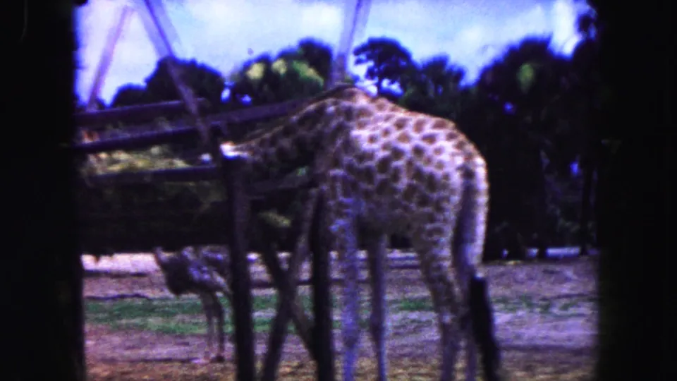 1960 Miami 8mm frame showing a giraffe beside enclosure fencing with an ostrich nearby and palms in the background.