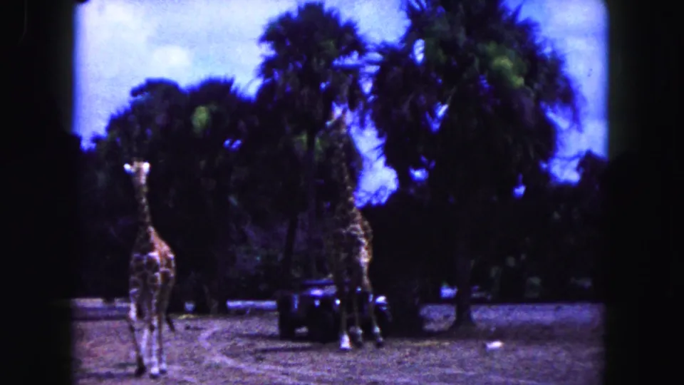 1960 Miami 8mm frame showing two giraffes in an open zoo-like enclosure, with palm trees and a dark vehicle beyond them.