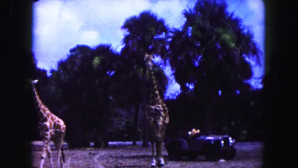 1960 Miami 8mm frame with giraffes in a zoo enclosure, palm trees overhead, and a dark safari-style vehicle near the right edge.
