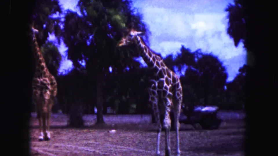 1960 Miami zoo home-movie frame showing two giraffes near palm trees, with a dark jeep partly visible in the background.