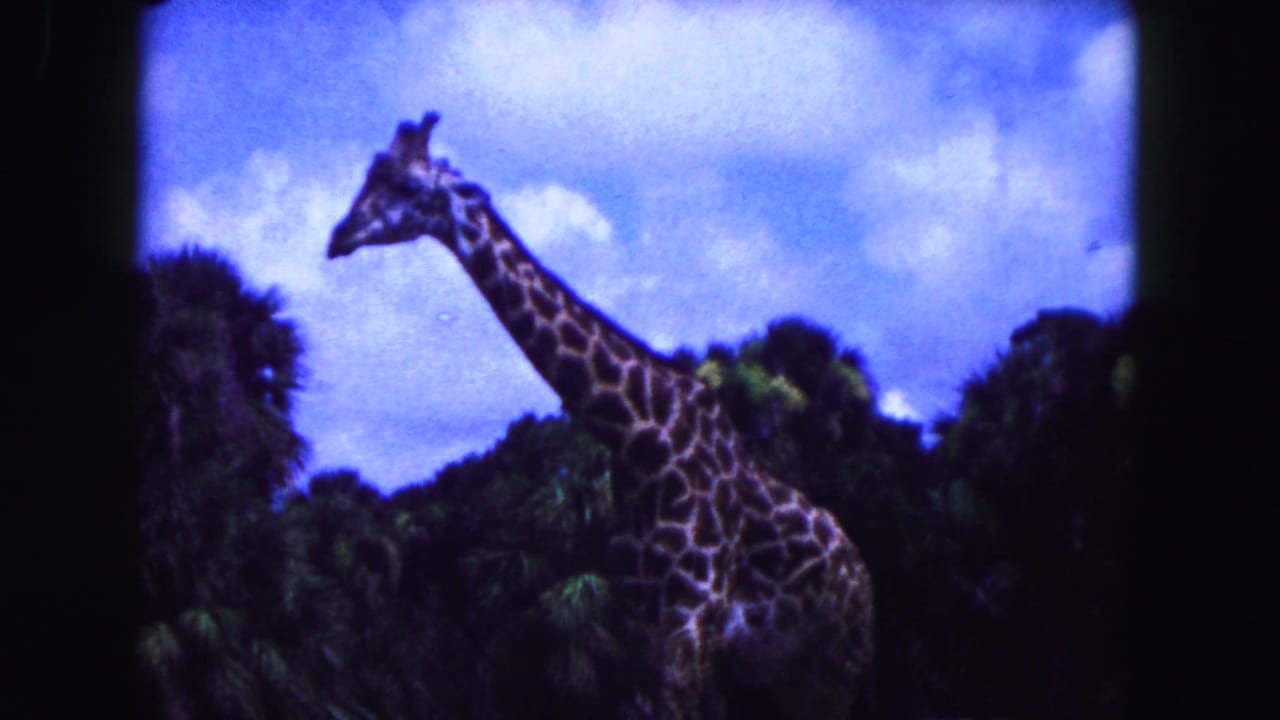 A giraffe is seen in profile above dense tropical vegetation under a bright blue sky.