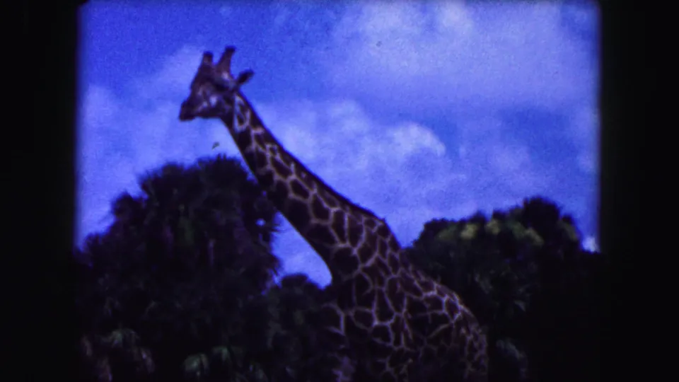 1960 Miami zoo home-movie frame showing a close view of a giraffe moving past palm vegetation under blue sky.