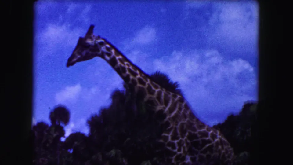 1960 Miami zoo frame showing a giraffe in profile against a blue sky, clouds, and tropical trees.