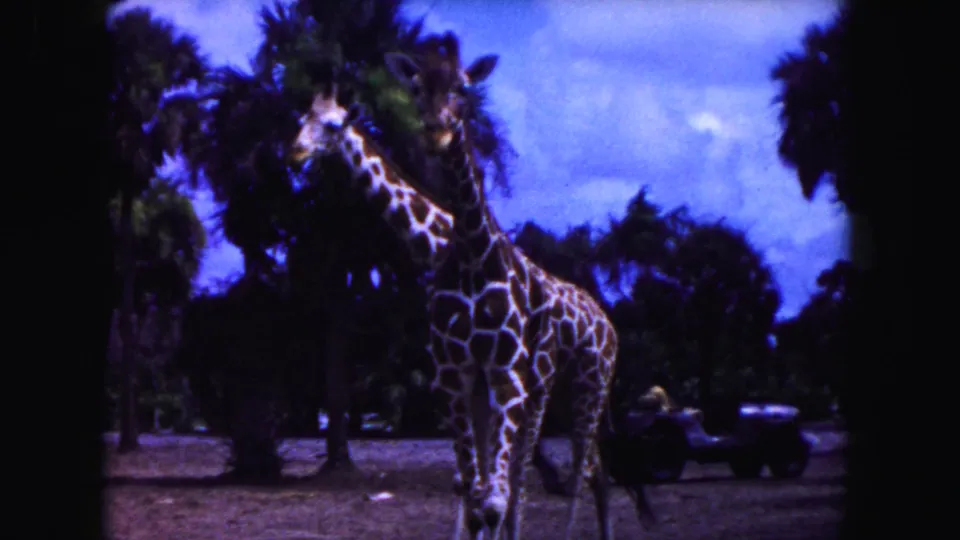 1960 8mm Miami home-movie frame showing two giraffes in a palm-lined zoo-like enclosure with a distant vintage car.