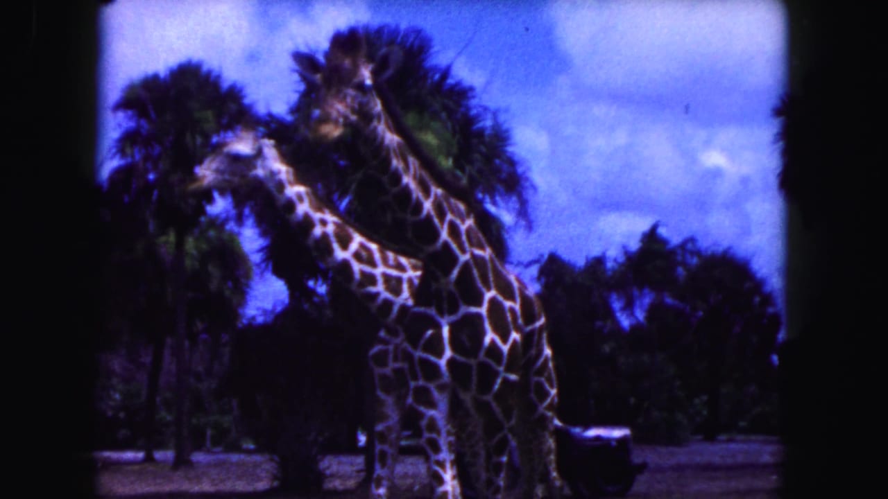 Two giraffes walk past palm trees with a car partly visible behind them.
