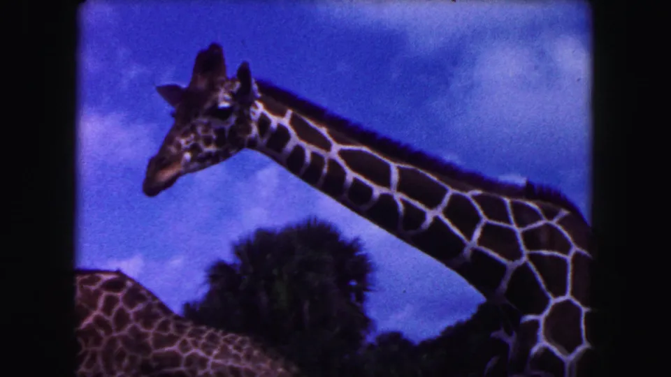 1960 8mm Miami close-up of a giraffe's head and long neck framed against blue sky, with palm foliage below.