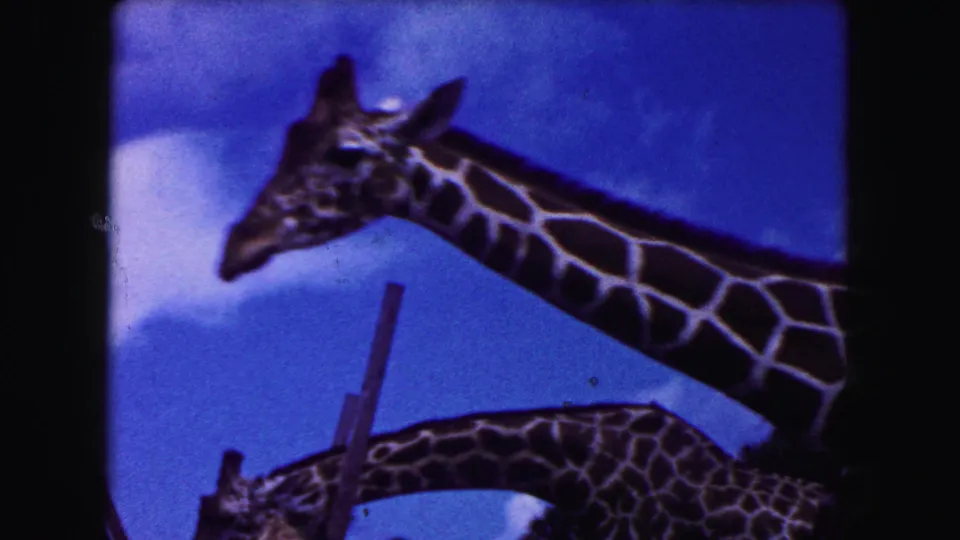 1960 8mm Miami frame showing one giraffe's head and neck above another giraffe, set against blue sky and enclosure poles.