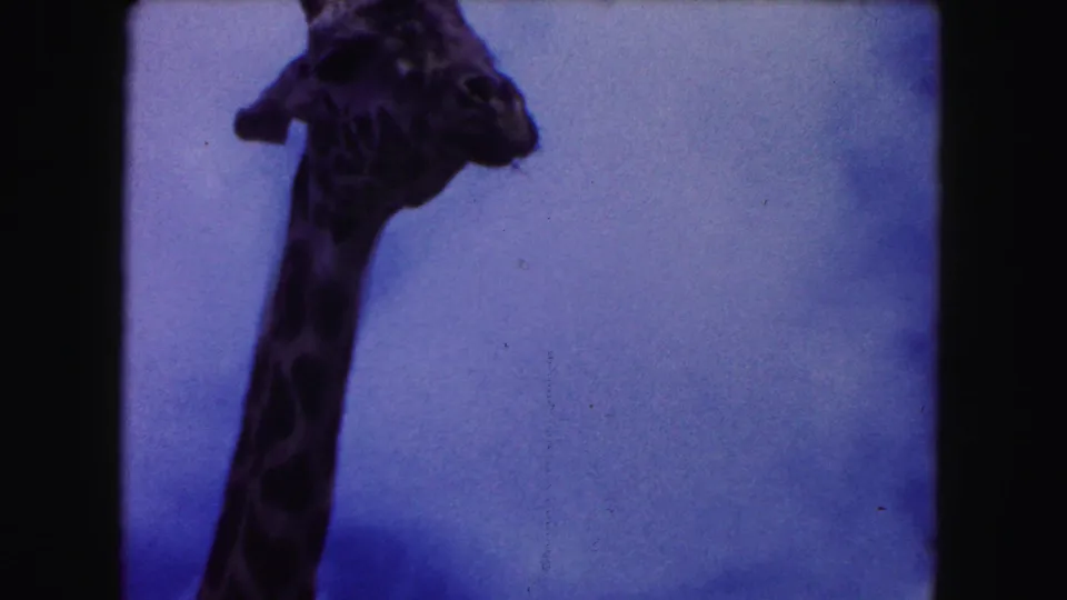1960 8mm Miami-area footage showing a giraffe head and spotted neck framed close against a blue sky.