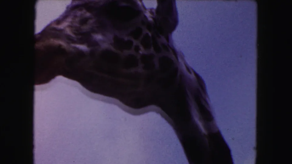 Close 8mm view of a giraffe head and neck, darkly exposed against a pale blue sky in the Miami clip.