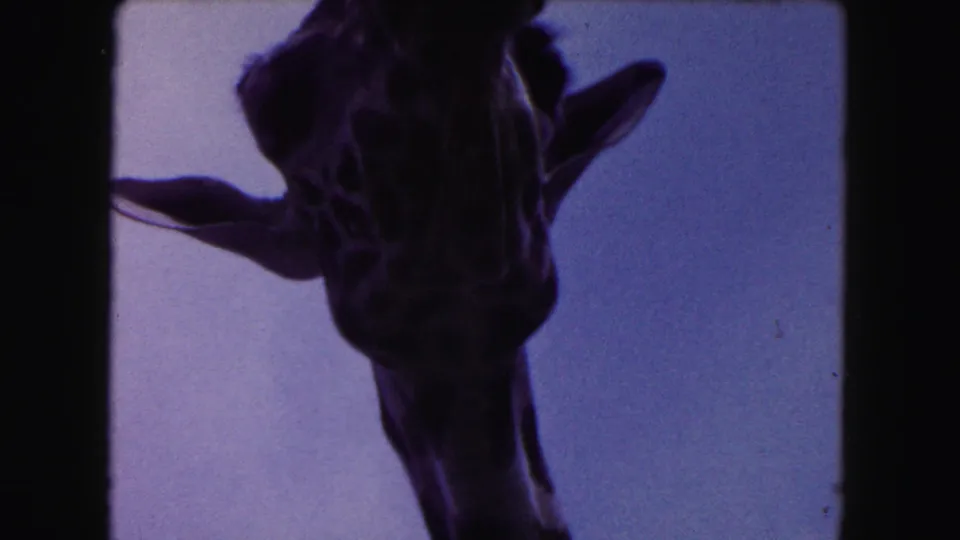 Front-facing close-up of the giraffe's face and ears, heavily shadowed in 1960 8mm home-movie footage.