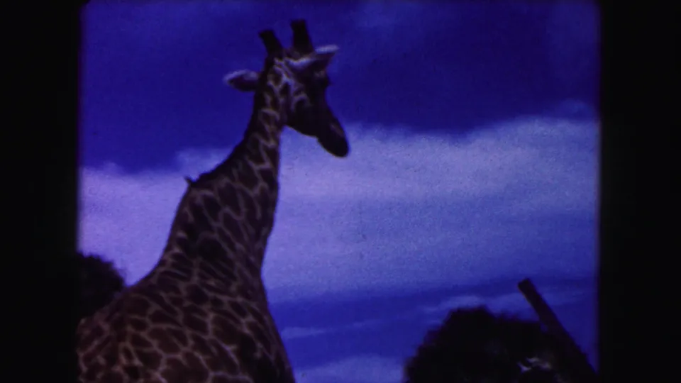 Wider 1960 Miami-area home-movie frame with a giraffe in profile below a vivid blue sky.