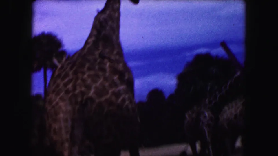 1960 Miami-area 8mm frame showing giraffes in a dark zoo enclosure with palms and a blue twilight sky.