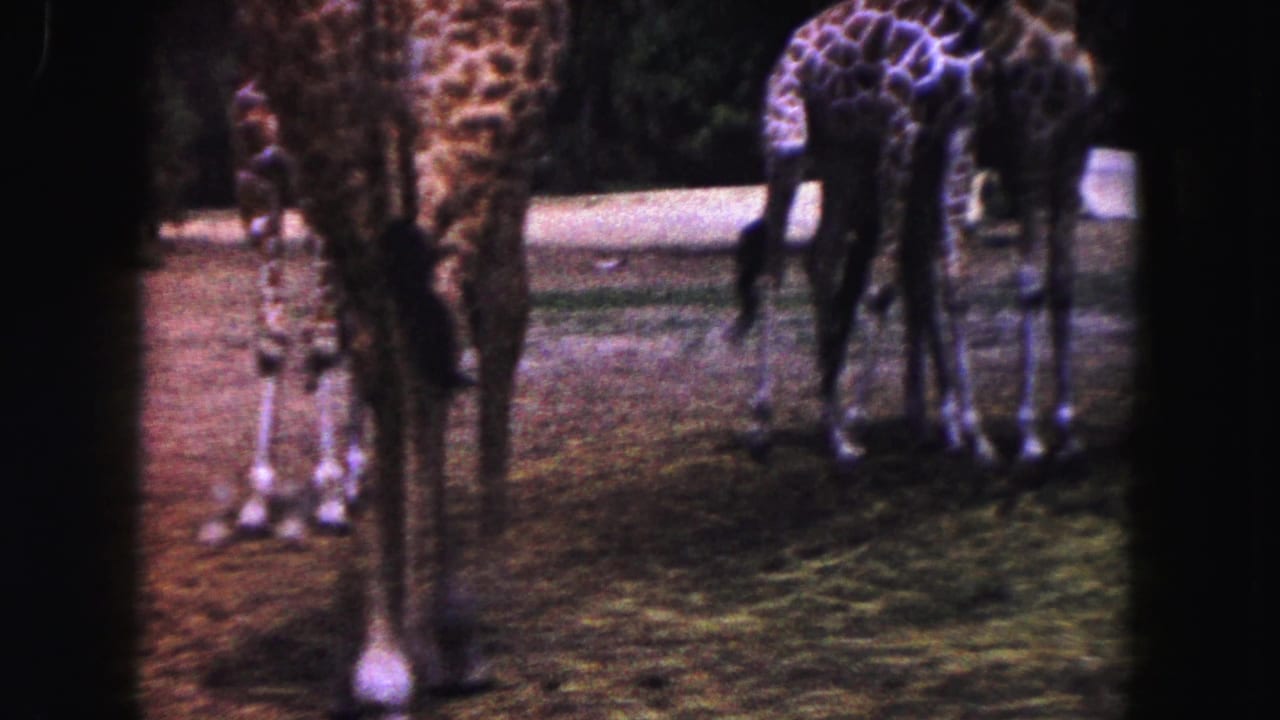 Several giraffes stand on grass and dirt inside an enclosure.