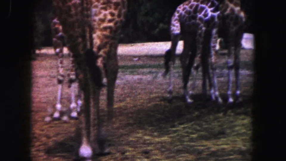 Multiple giraffes, including a smaller animal, stand in a landscaped zoo enclosure in 1960 Miami footage.