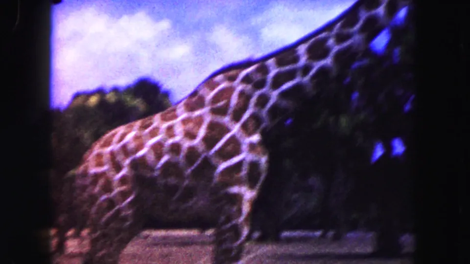 Closer 8mm view of a giraffe moving or standing in the zoo enclosure, with its patterned coat prominent.