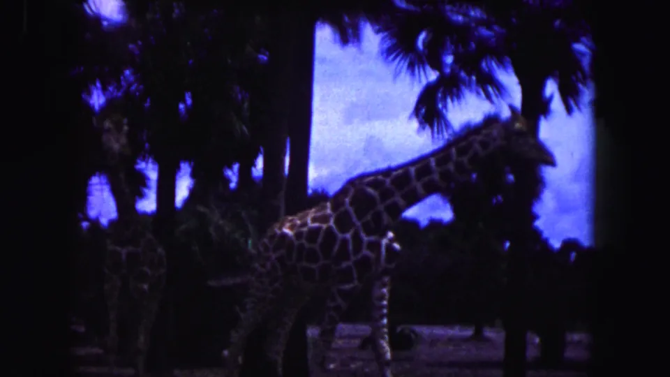 Dark 1960 Miami 8mm frame of giraffes near palm silhouettes inside a zoo-like enclosure at dusk.