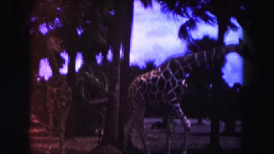 1960 Miami 8mm home-movie frame showing giraffes moving through a palm-shaded zoo enclosure with dark film borders.