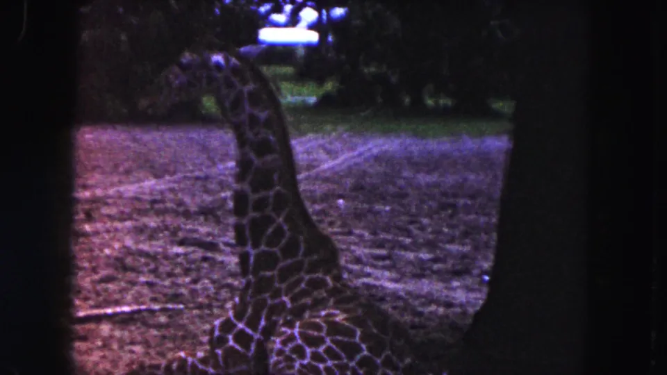 A giraffe appears seated or lowering down inside a Miami zoo enclosure, framed by a dark tree trunk and visible 8mm grain.