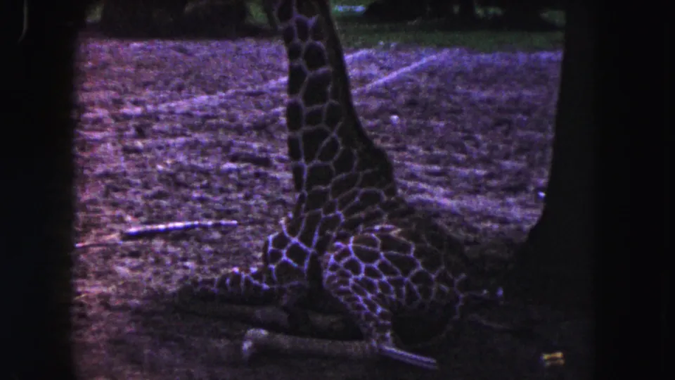 1960 Miami zoo footage frame with a giraffe lying on the dirt ground near a tree, seen through dark 8mm frame edges.
