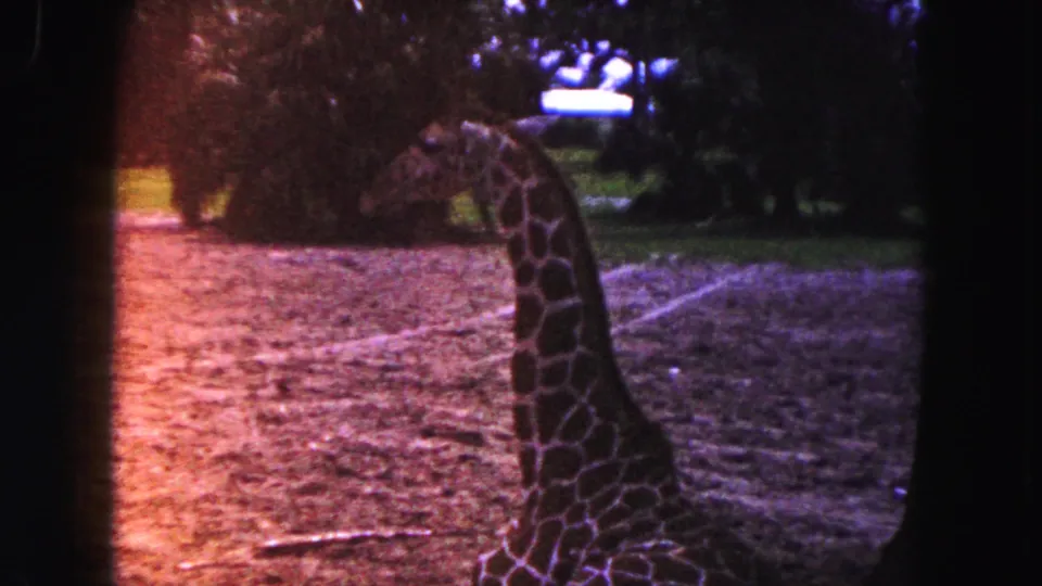 A giraffe lies on the ground in a Miami zoo enclosure while another giraffe stands farther back among trees and greenery.