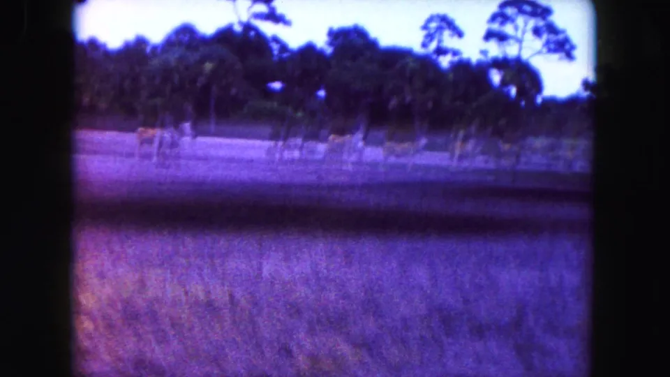1960 Miami-area home-movie view of water, grass, and trees inside a wildlife enclosure, partly obscured by dark vertical edges.