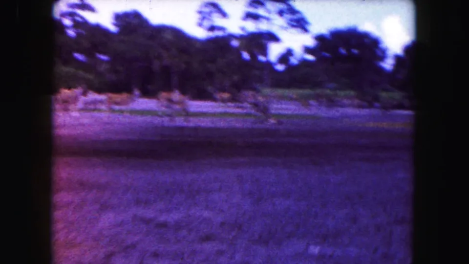 A 1960 Miami-area wildlife park view shows water and a wooded enclosure edge with strong aged-film color shift.