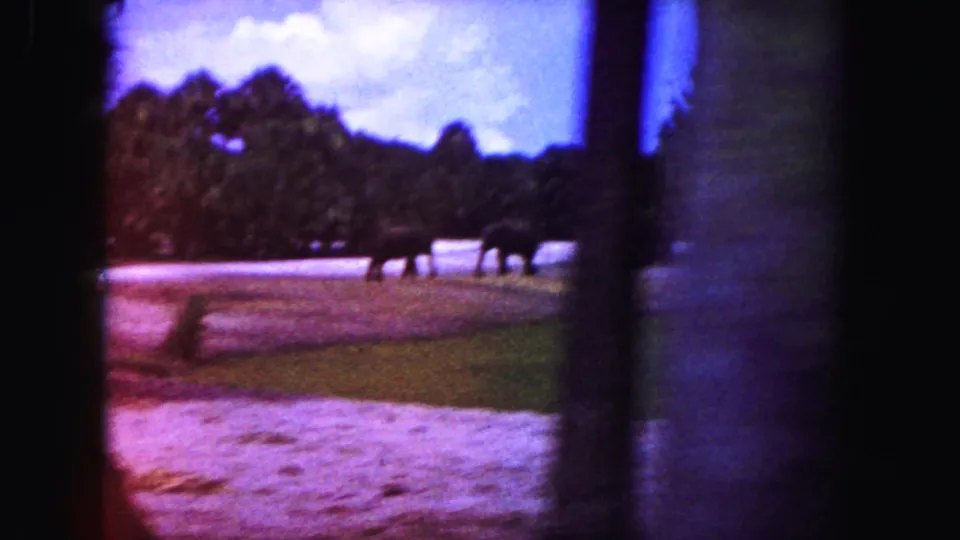Distant grazing animals appear in a 1960 Miami-area enclosure, with water, trees, and a vertical obstruction in the foreground.