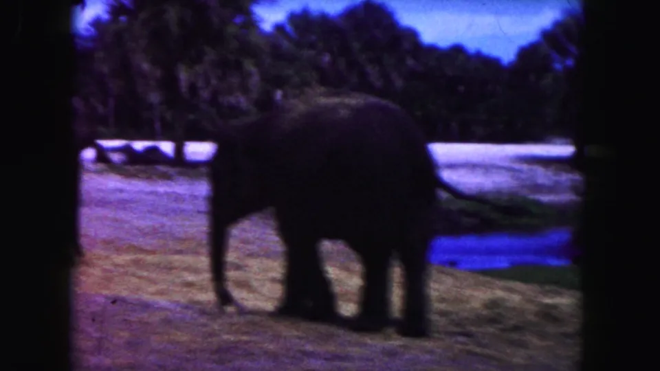 An elephant moves through a Miami-area wildlife enclosure in 1960 home-movie footage, with water and trees behind it.