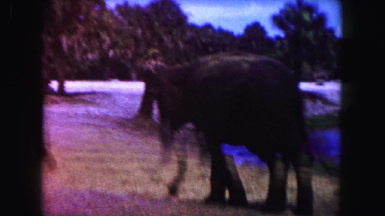 Two elephants stand on dry grass near a lake with trees behind them.