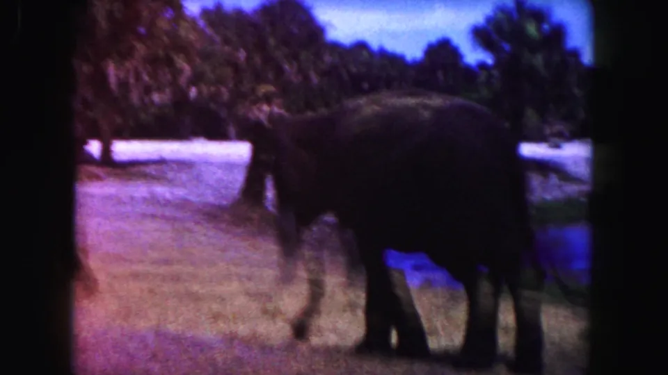 1960 Miami 8mm frame showing two adult elephants in a sunlit enclosure near water and dense tropical foliage.