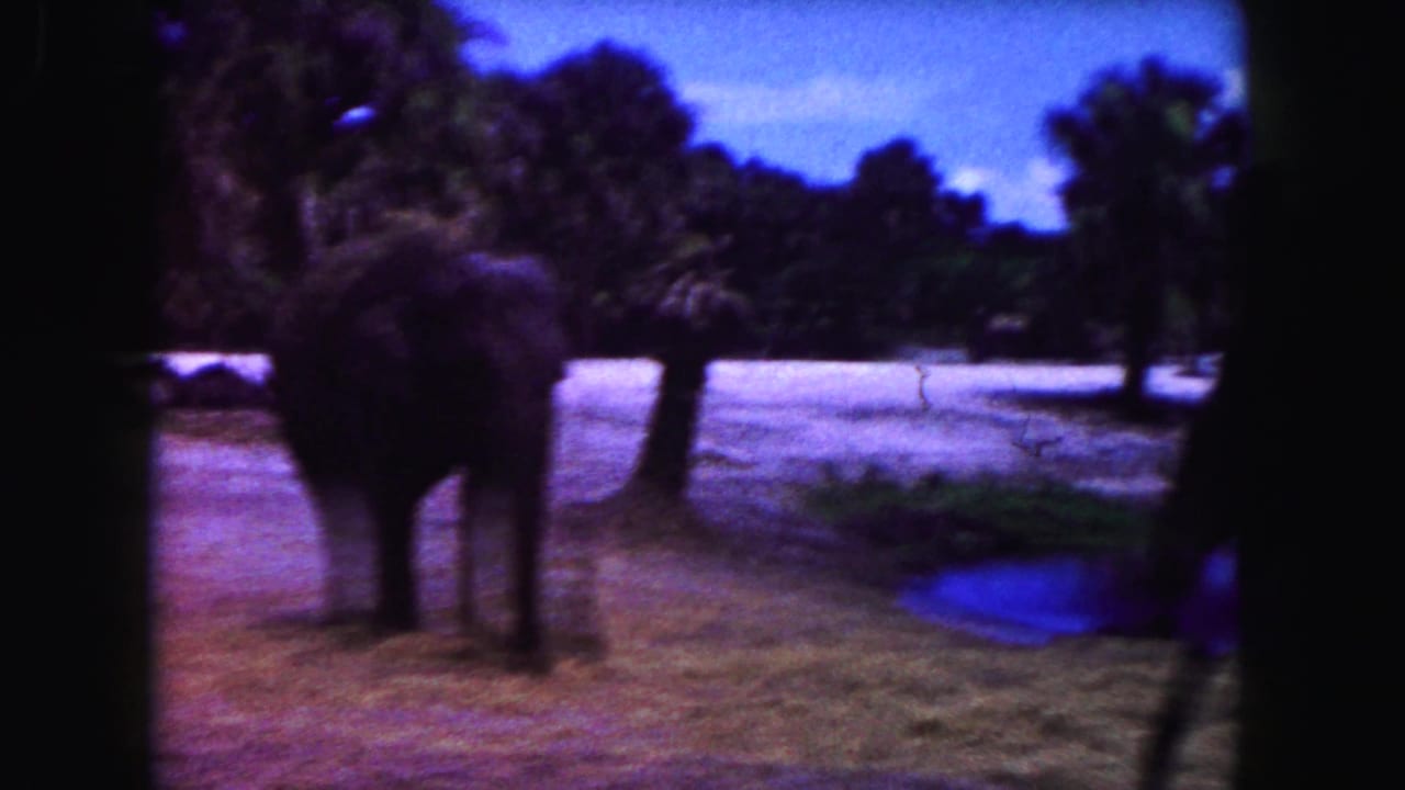An elephant stands in a grassy enclosure near water and trees.