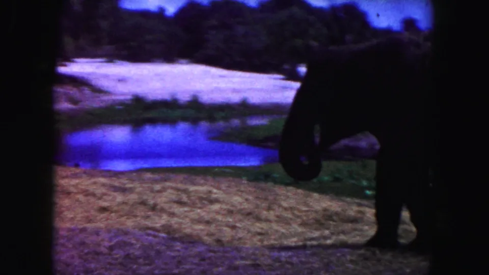 Dark, backlit 8mm frame of an elephant beside a small pond in a Miami animal enclosure.