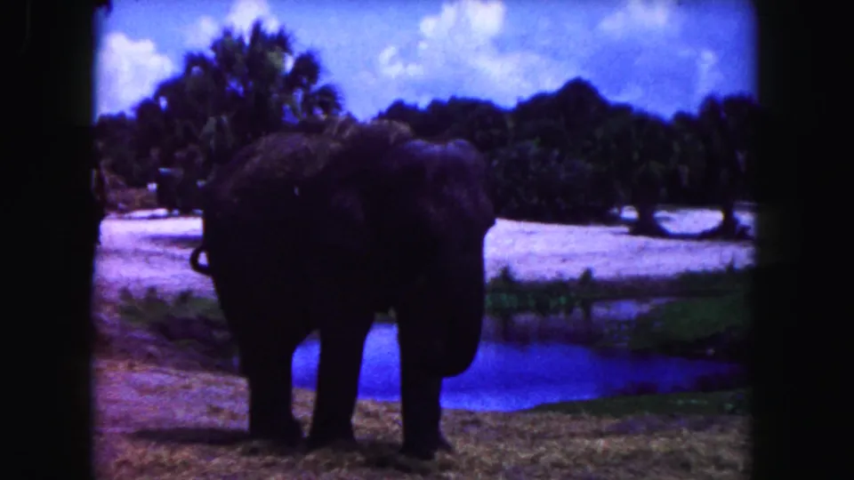 Adult elephant facing the camera in a 1960 Miami enclosure, with pond water and tropical foliage behind it.