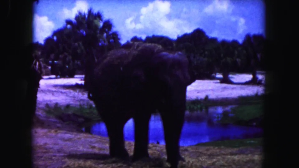 1960 Miami 8mm frame showing an elephant in a grassy enclosure beside a pond with palm trees in the background.