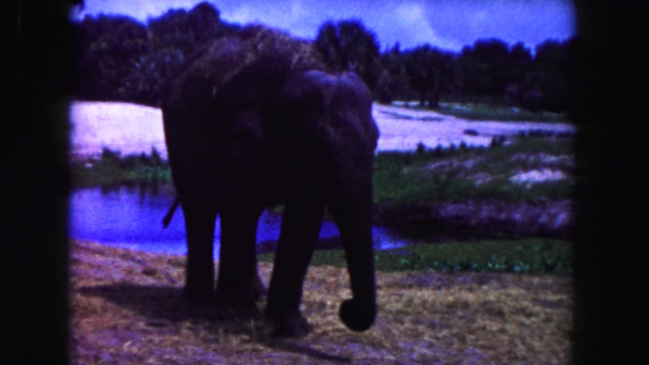 Elephant faces right beside a pond, with trunk hanging near the grass.
