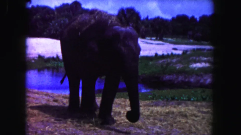 1960 Miami home-movie frame of an elephant beside water, its trunk lowered toward the grassy ground.