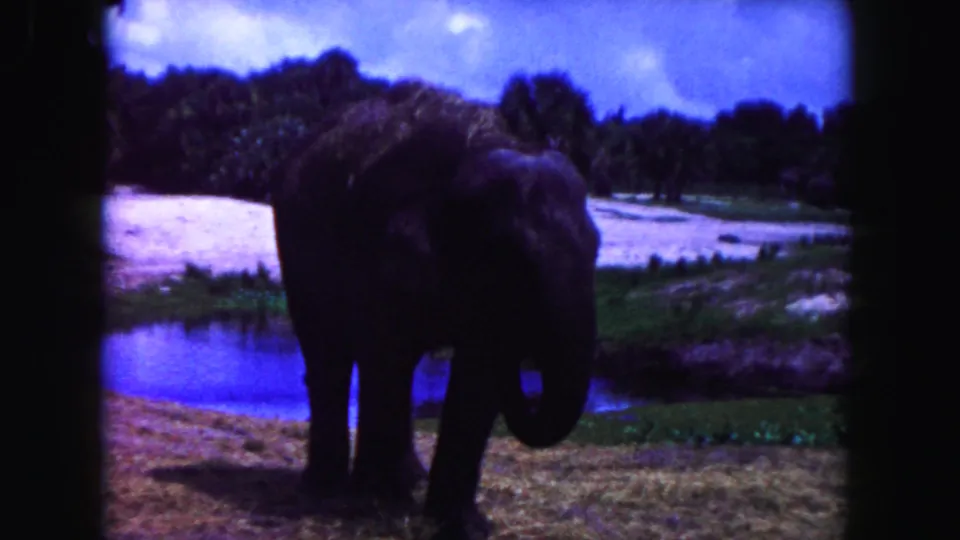 1960 Miami 8mm frame showing an elephant in a grassy enclosure, trunk curled near the ground by a pond.