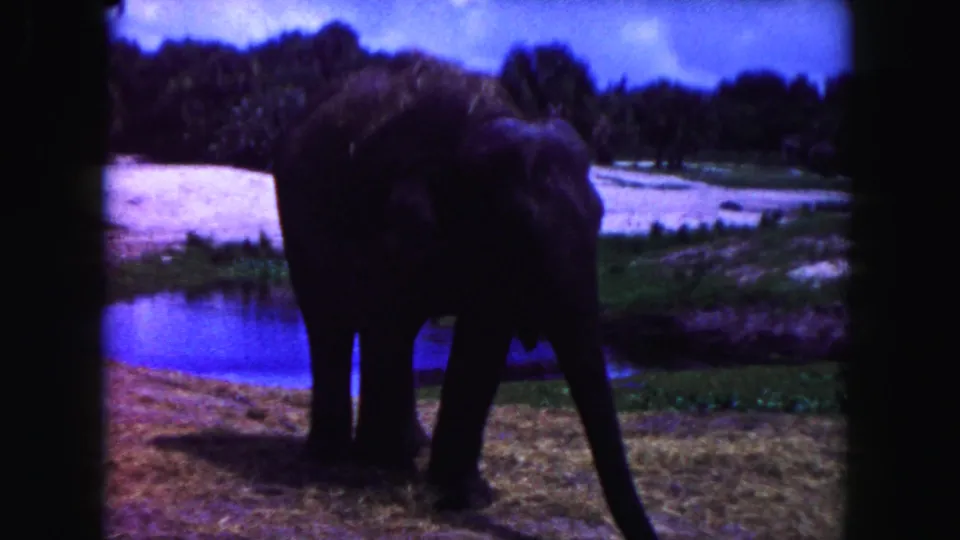 1960 Miami 8mm frame of an elephant near a pond and tropical trees, with visible dark film-frame edges.