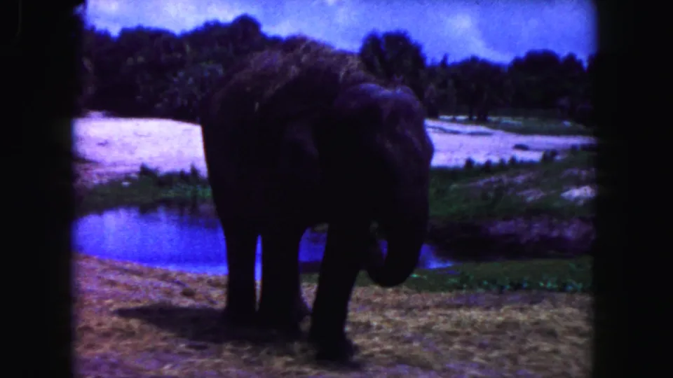 1960 Miami-area 8mm frame showing an elephant near water in a grassy zoo or wildlife-park enclosure.
