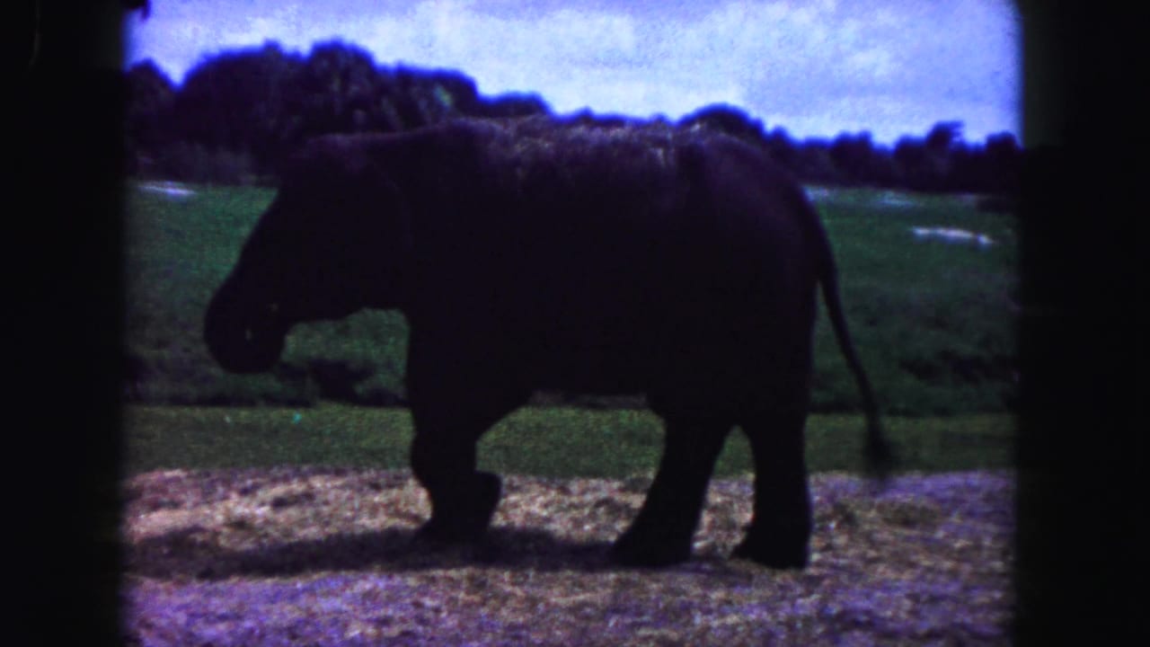 Elephant in side profile walking across grass near a pond.