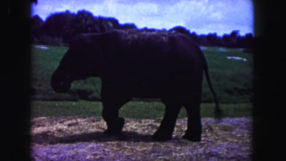 1960 Miami-area 8mm frame of an elephant in profile moving through an outdoor enclosure beside water.