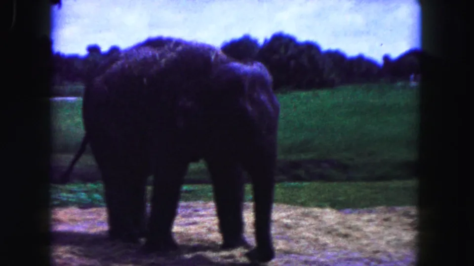 1960 Miami-area 8mm frame showing the rear view of an elephant standing in a grassy outdoor enclosure near a pond.