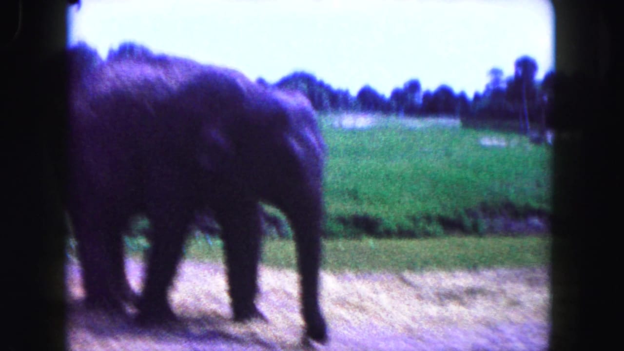 Young elephant walking across a pale dirt area beside green grass.