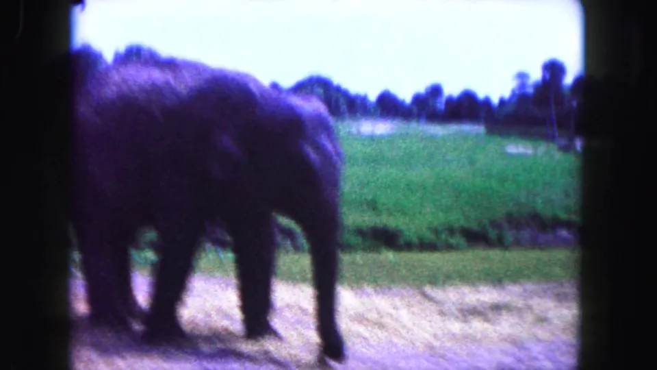 Young elephant in a Miami zoo enclosure, filmed on 8mm with soft focus and dark framing edges.